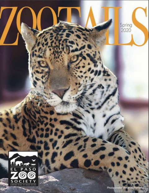 El Paso Zoo Society Newsletter 480x620 