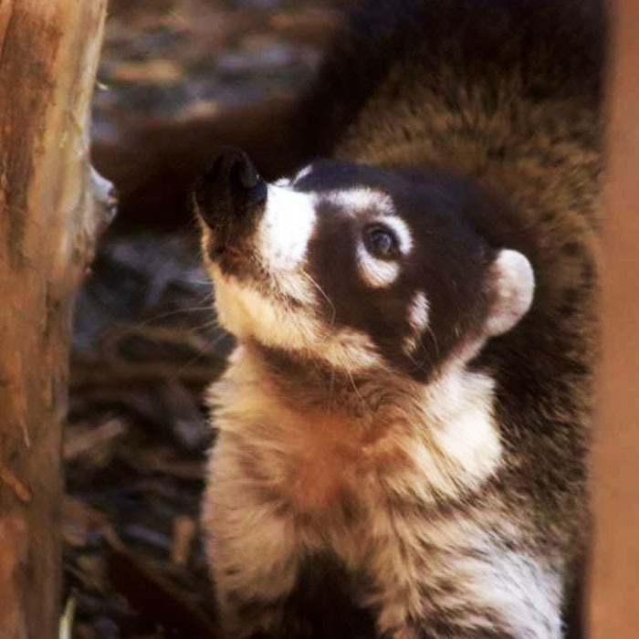 Coati Coati