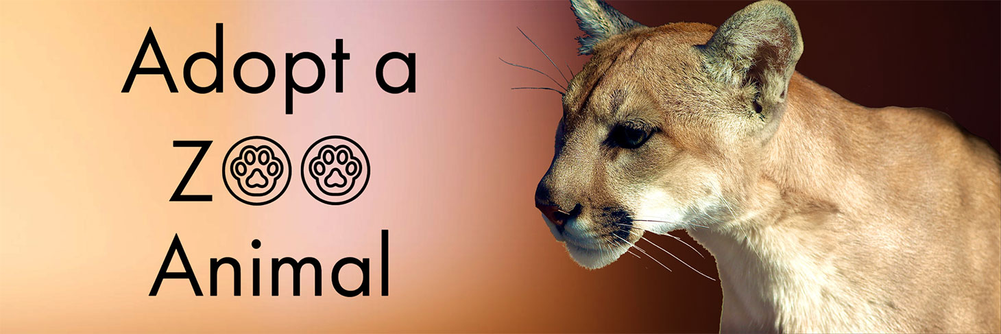 Animal Adoption Animal Adoption