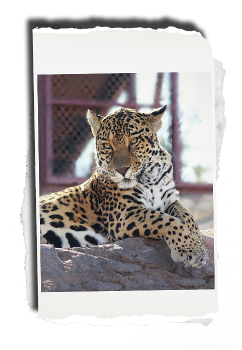 Jaguar Boot Camp