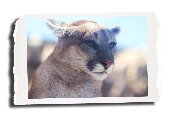 Mountain-Lion-1 Boot Camp